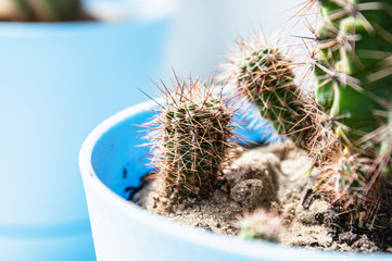 Cactus in a pot on a white shelf against the wall close-up.