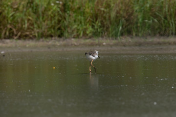 Black-winged Stilt (Himantopus himantopus)