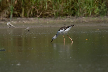 Black-winged Stilt (Himantopus himantopus)