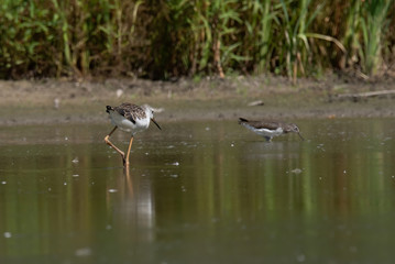 Black-winged Stilt (Himantopus himantopus)