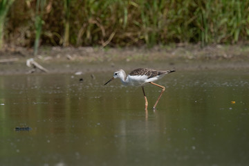 Black-winged Stilt (Himantopus himantopus)