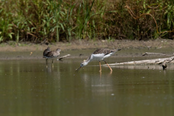 Black-winged Stilt (Himantopus himantopus)