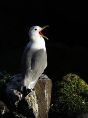 Kittiwake perched open beak