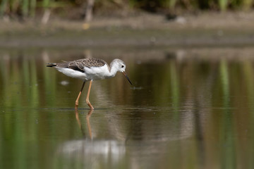 Black-winged Stilt (Himantopus himantopus)
