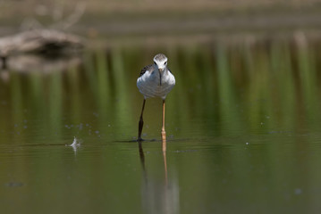 Black-winged Stilt (Himantopus himantopus)
