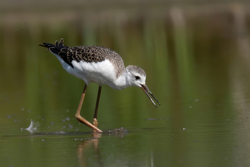 Black-winged Stilt (Himantopus himantopus)