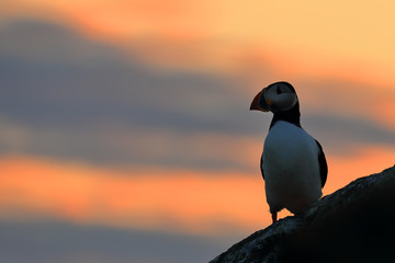 Puffin Seabird