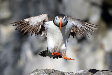 Puffin Seabird