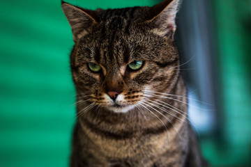 Cat with angry stare with beautiful eyes