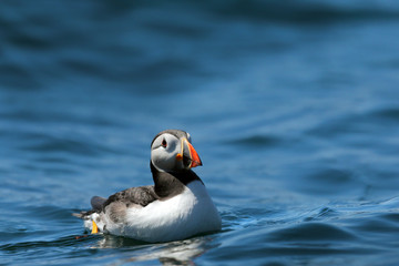 Puffin Seabird