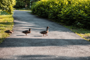 Ducks marching in line