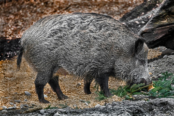 Wild sow. Latin name - Sus scrofa