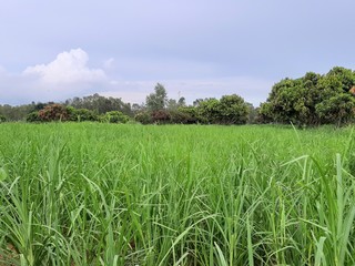 green field and blue sky