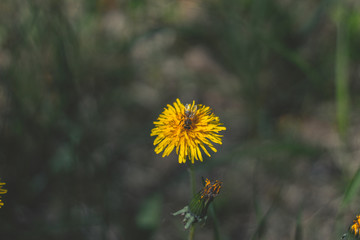 Yellow dandelion with bee on top with the blurry background