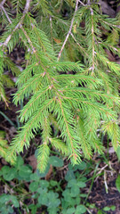 Close up of pine tree branches in summer forest