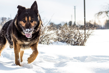 Dog with the snowy nose