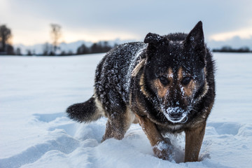 German Shepher with snowy nose