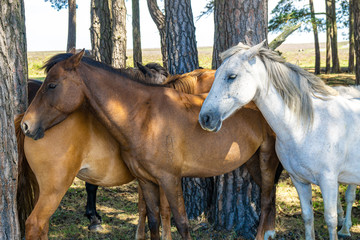 New Forest Ponies