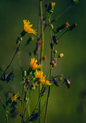 Meadow flowers