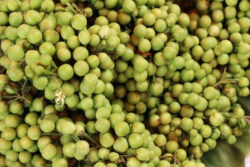 Fresh eggplant green organic is a bunch