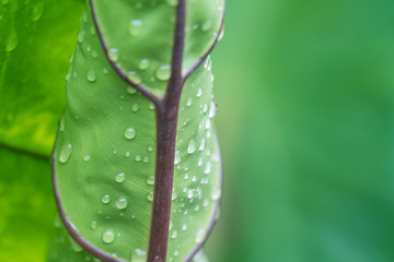 rain drops of year on Ear Elephant leaf