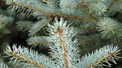 Macro photo os blue spruce tree brances