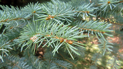 Macro photo os blue spruce tree brances