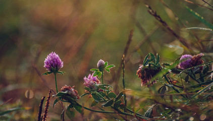 Meadow flowers