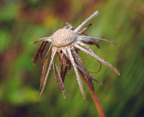 Dandelion