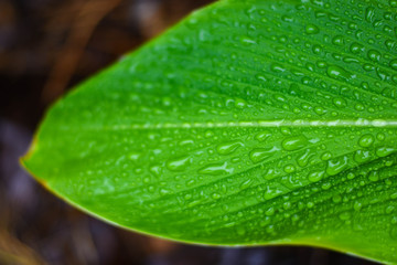 On a rainy day, rain drops on green leaves