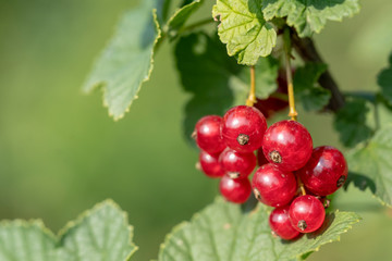 red currant berries on branches close-up