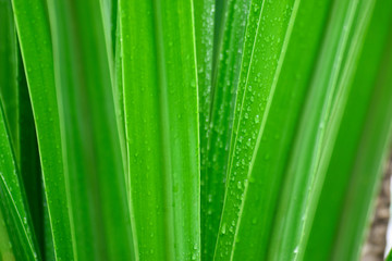 Fototapeta na wymiar On a rainy day, rain drops on green leaves