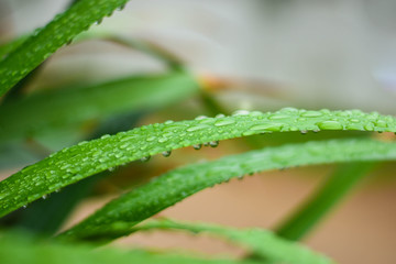 On a rainy day, rain drops on green leaves