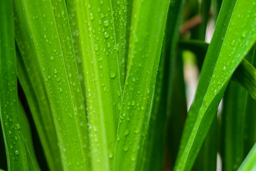 Fototapeta na wymiar Drops of rain on green leaves in the morning