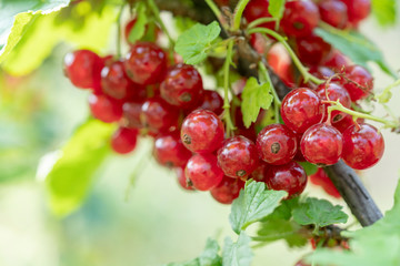 red currant berries on branches close-up