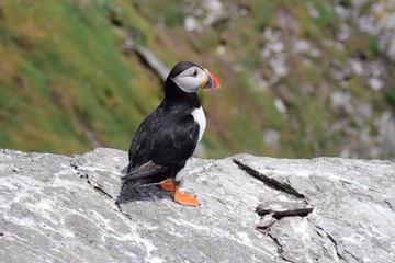 puffin on the rocks