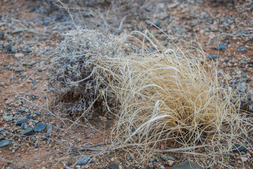 Desert plants