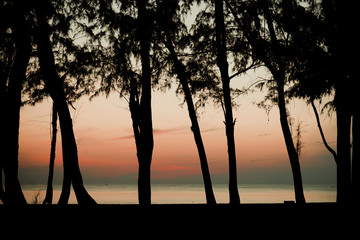 Paradise beach sunset or sunrise with tropical She oak.Silhouetted of She oak tree during sunrise.Filter Film Grain Tone. 