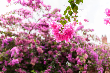 bougainvillea flower with green leaf