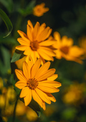 Meadow flowers