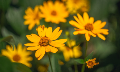 Meadow flowers