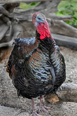 Turkey male in its enclosure
