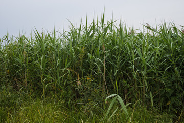 Fototapeta premium Overgrown corn on a background of cloudy sky. Cornfield