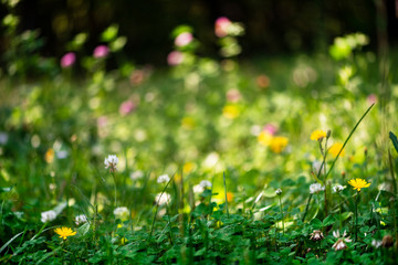 Dreamy bright summer background with lush green grass and colorful flowers. Lawn with flowering clover, selective focus.