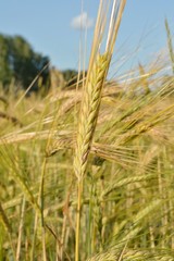 ears of wheat in field