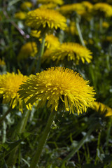 dandelion