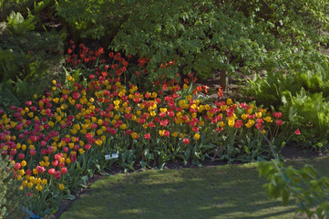 Fototapeta premium tulips
