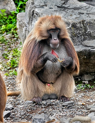 Gelada baboon male. Latin name - Theropithecus gelada