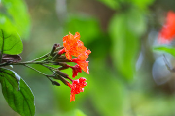 Geiger tree or cordia has red orange flowers and green garden