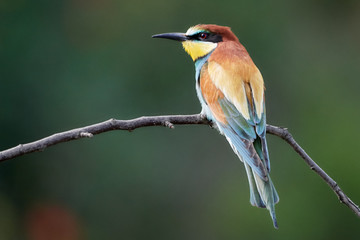 Obraz premium Merops apiaster - European bee-eater on small twig in green environment